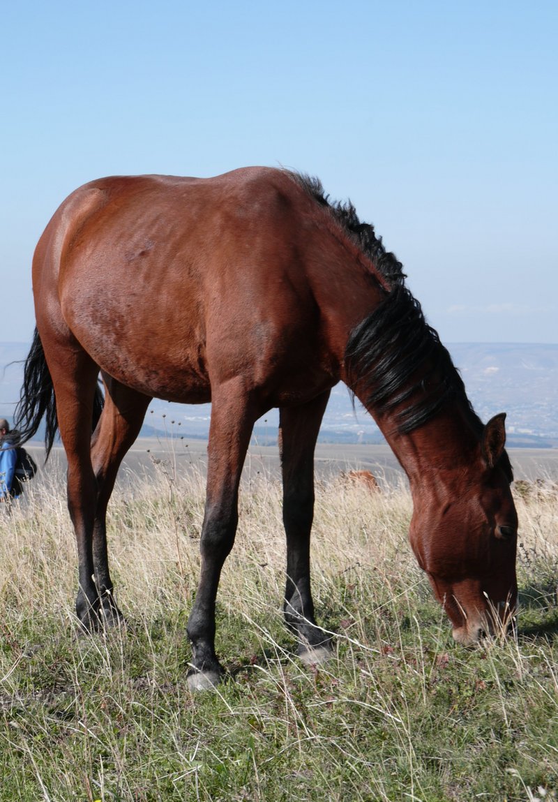 Pferd im Kaukasus