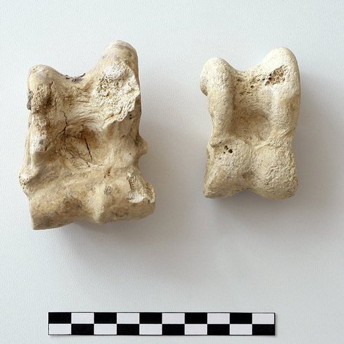 Archäozoologische Untersuchung der Faunenreste in Gadara/Umm Qays (Publikationsphase)