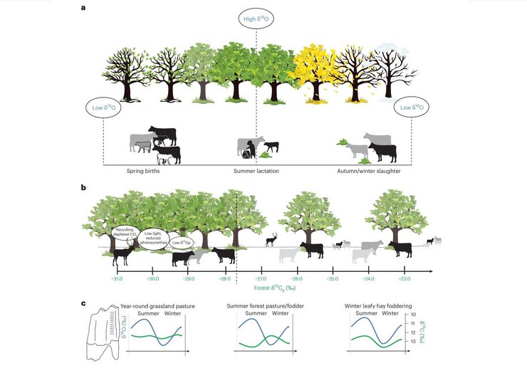 A model of LBK cattle herding and diet with reference to stable isotopes.